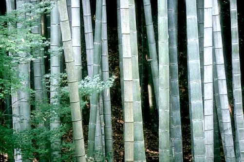 bamboos.jpg