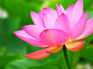 lotus-pink.jpg